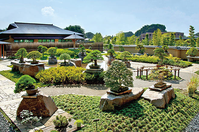Private Tour to Garden in Tokyo and Omiya Bonsai Village