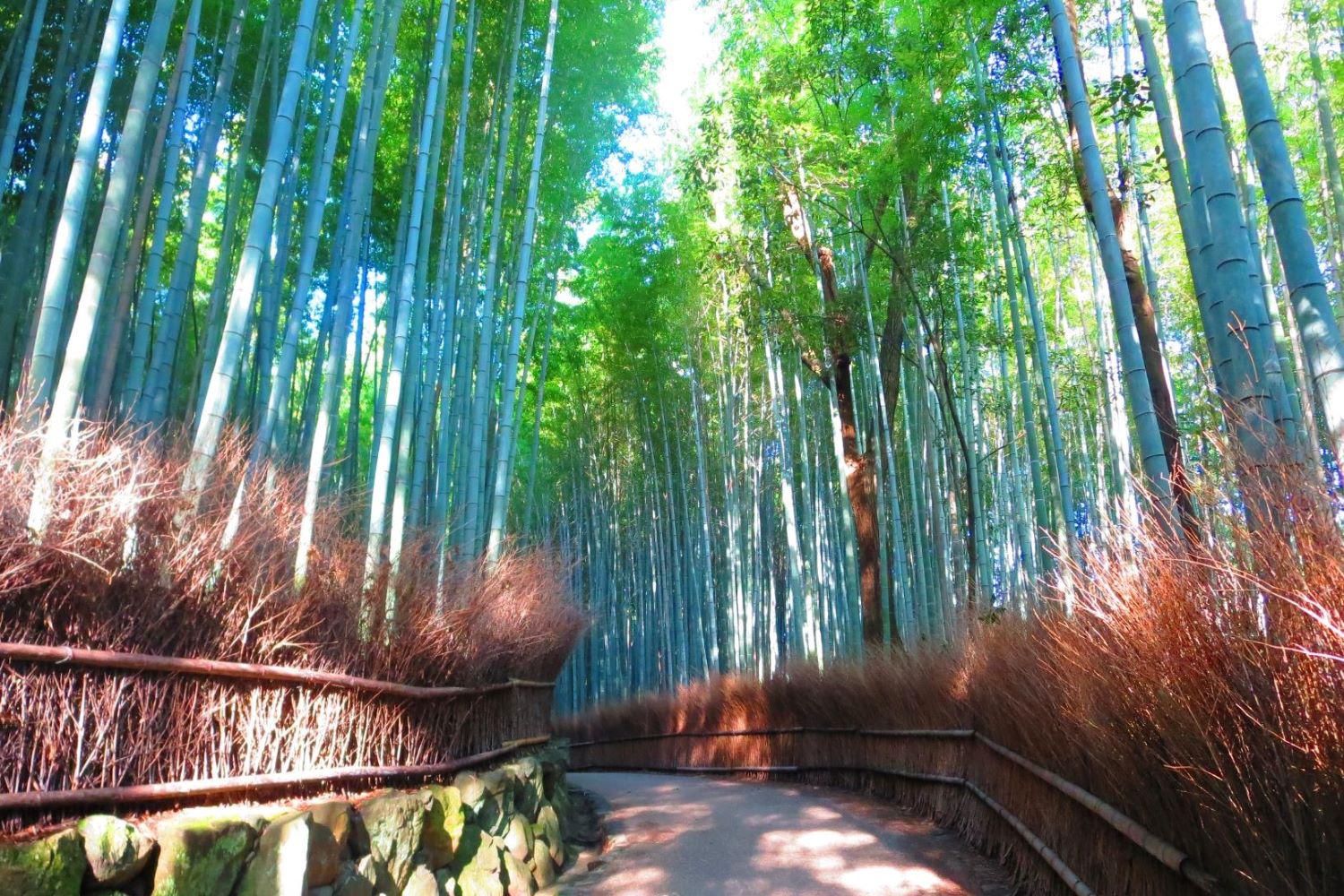 Bamboo-Kyoto-Private-Tour.jpg