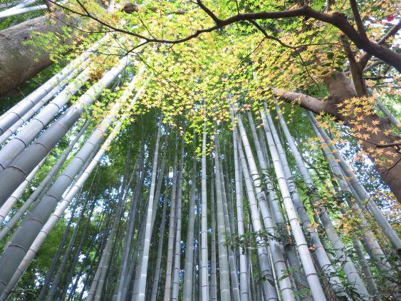 Hokokuji bamboo.jpg