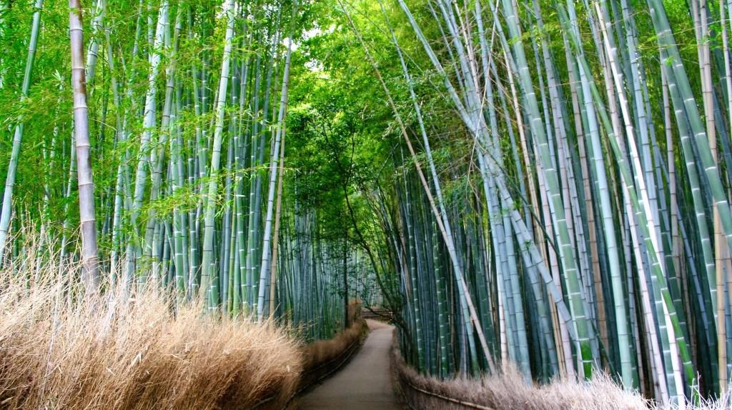 Kyoto Tour Bamboo.jpg