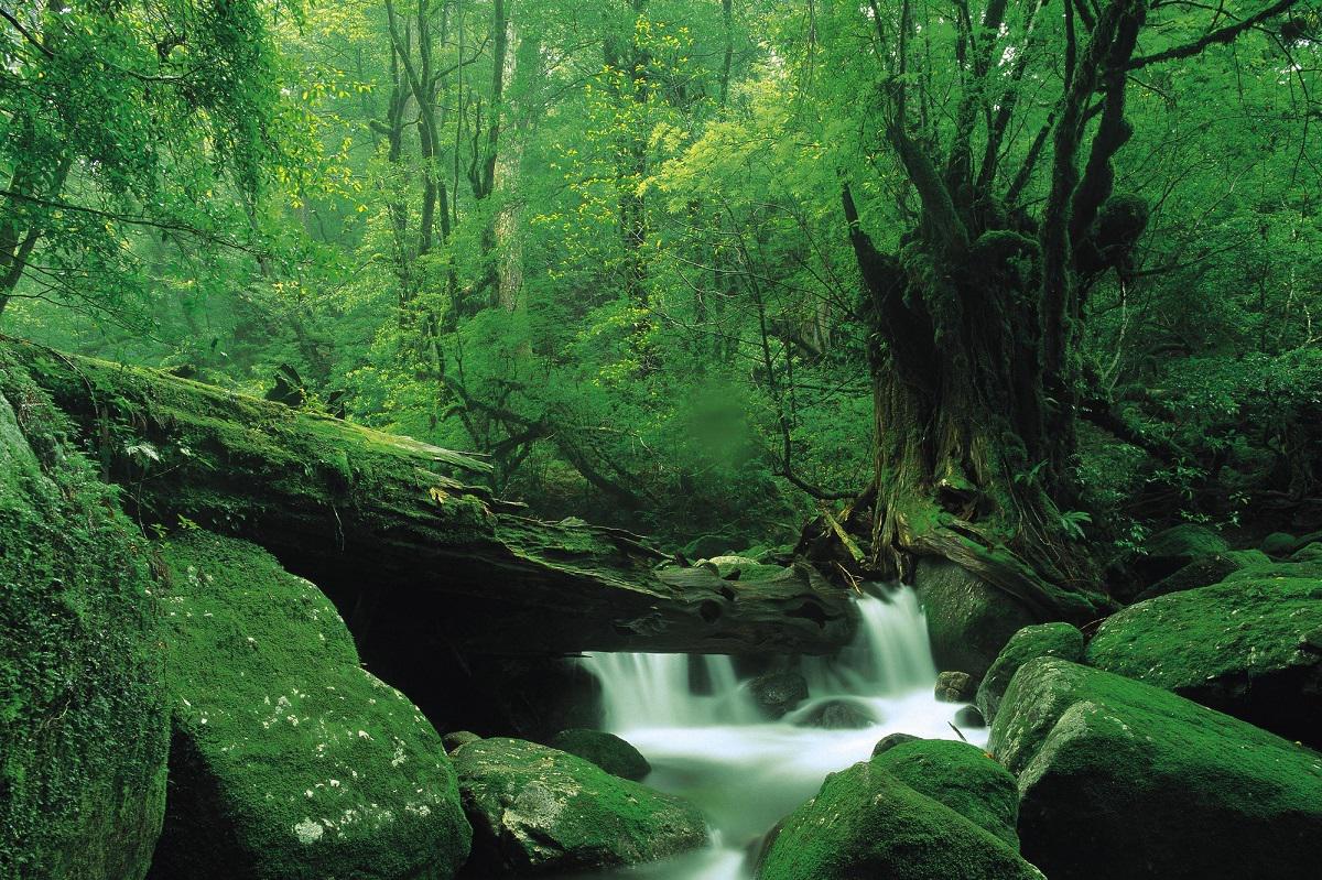 National_Park_Yakushima.jpg