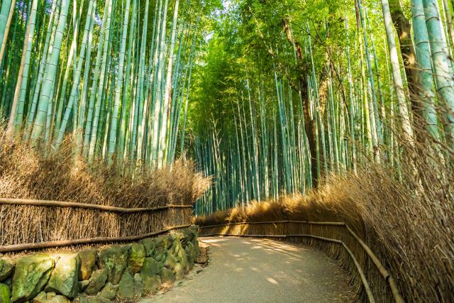 northern_kyoto_bamboo.jpg