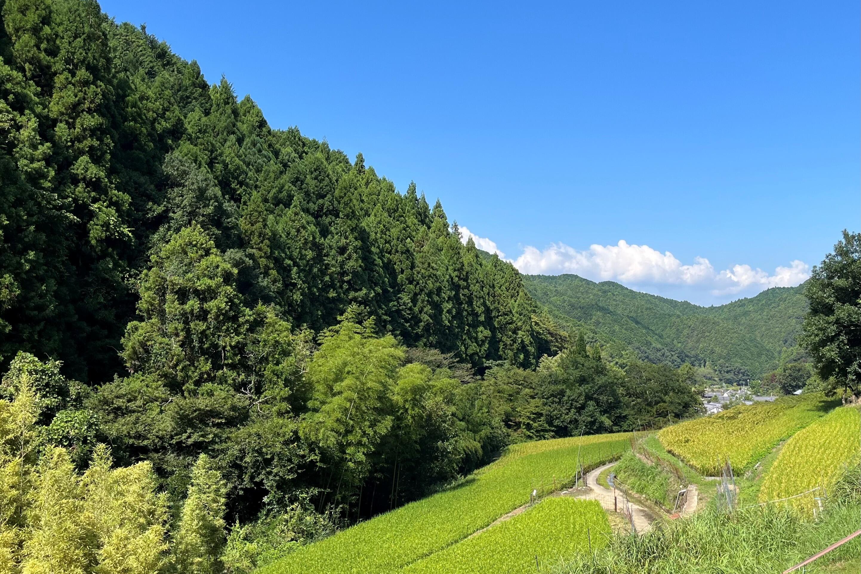 Asuka_private_tour_tanada_3.jpg