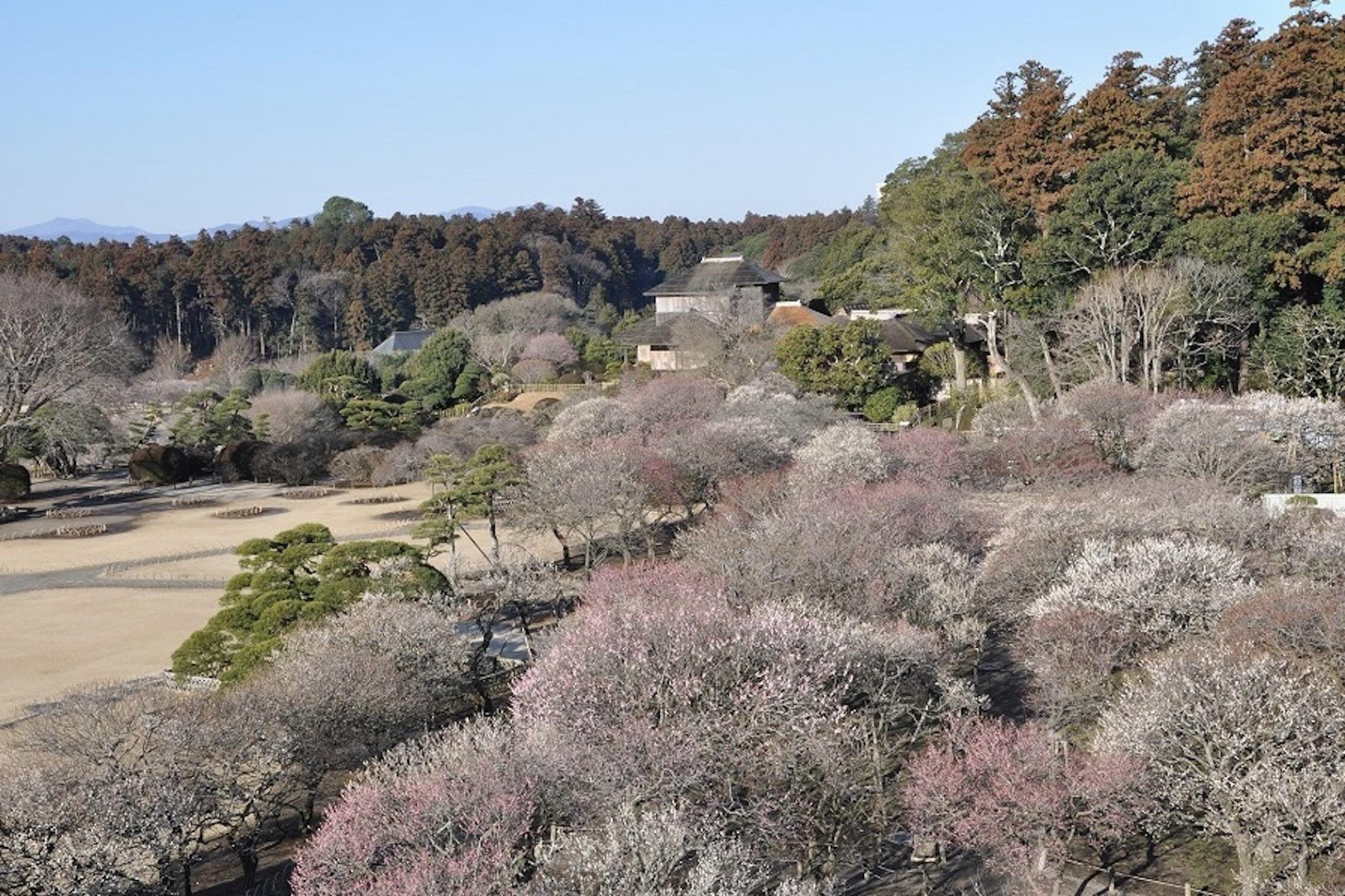 Central Ibaraki Private Tour_Kairakuen.jpg