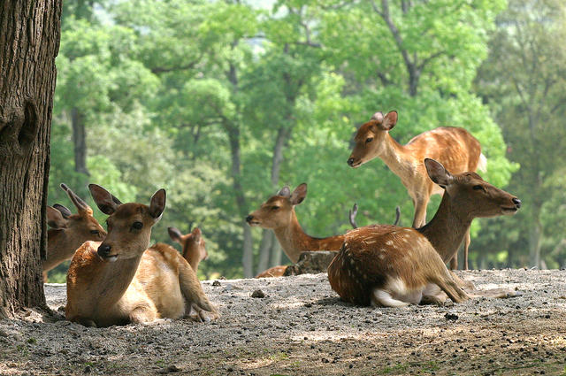 Deer Nara Private Tour.jpg