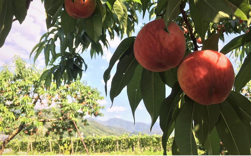 FruitPicking-Fuji-Private-Tour.JPG