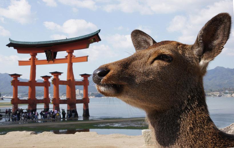 Hiroshima_Private_Tour_Itsukushima_Deer.jpg