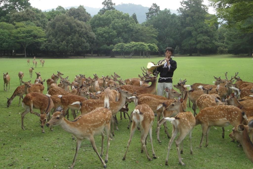 Nara Private Tour - Shikayose .jpg