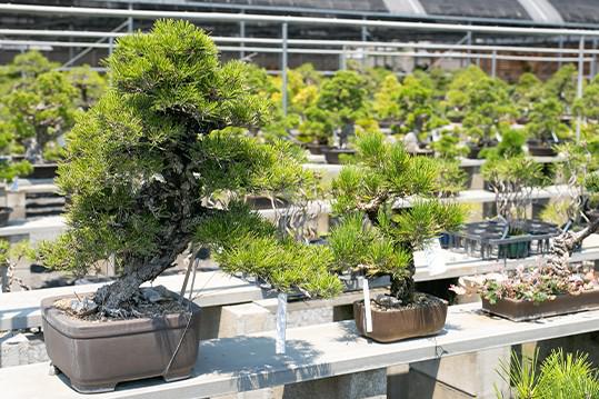 takamatsu_private_tour_bonsai.jpg