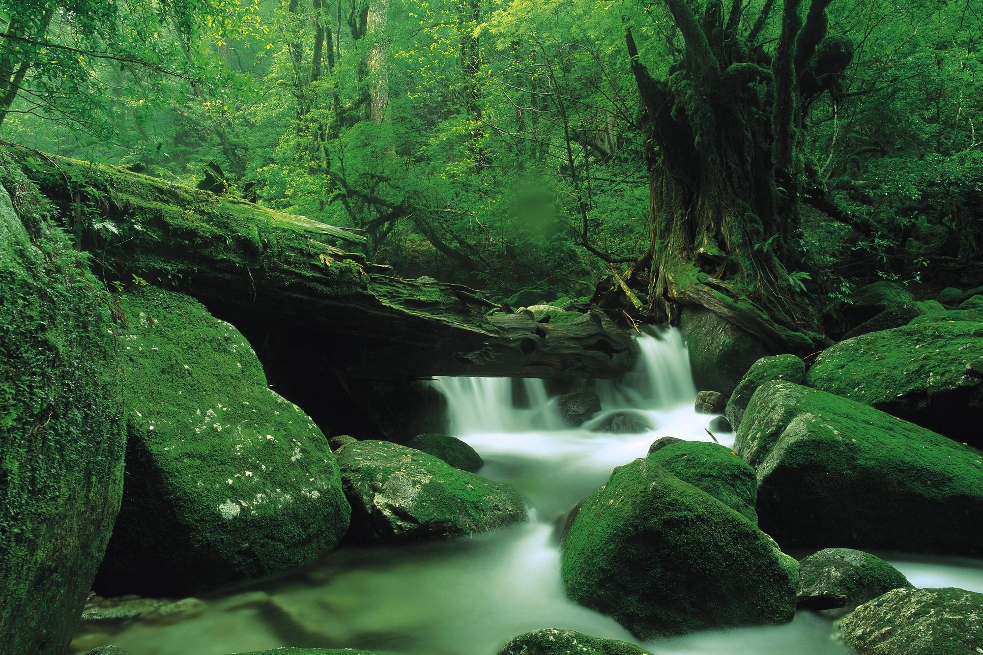 Kagoshima_Yakushima_Shirataniunsuikyo.jpg