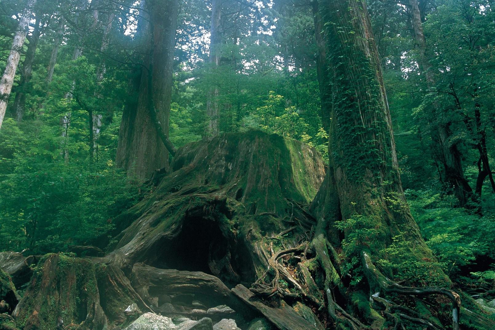 Kagoshima_Yakushima_Top.jpg