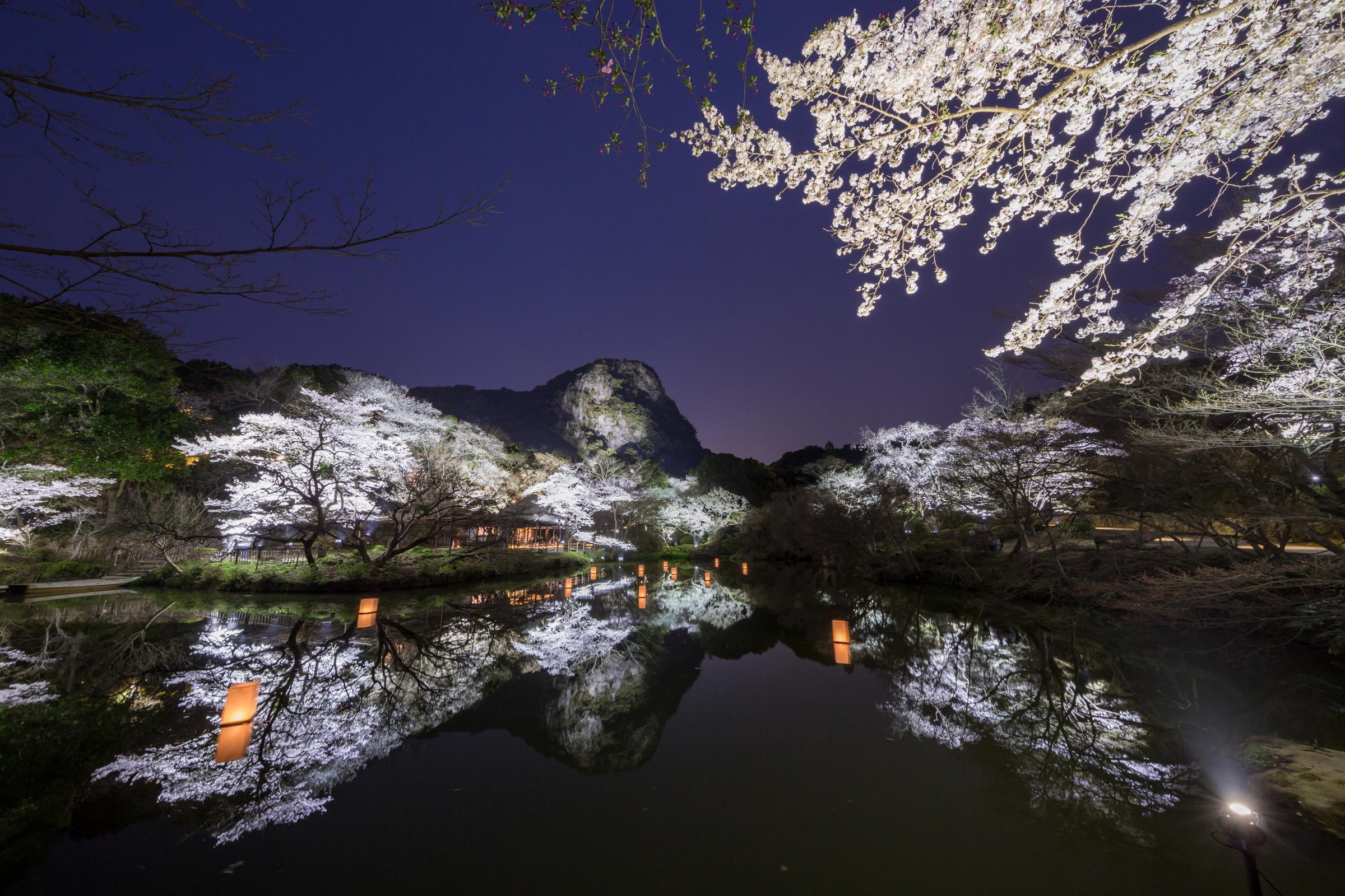 Japanese blossom. Япония Сакура. Сакура ночью. Сакура вечером. Японский сад Сакура.