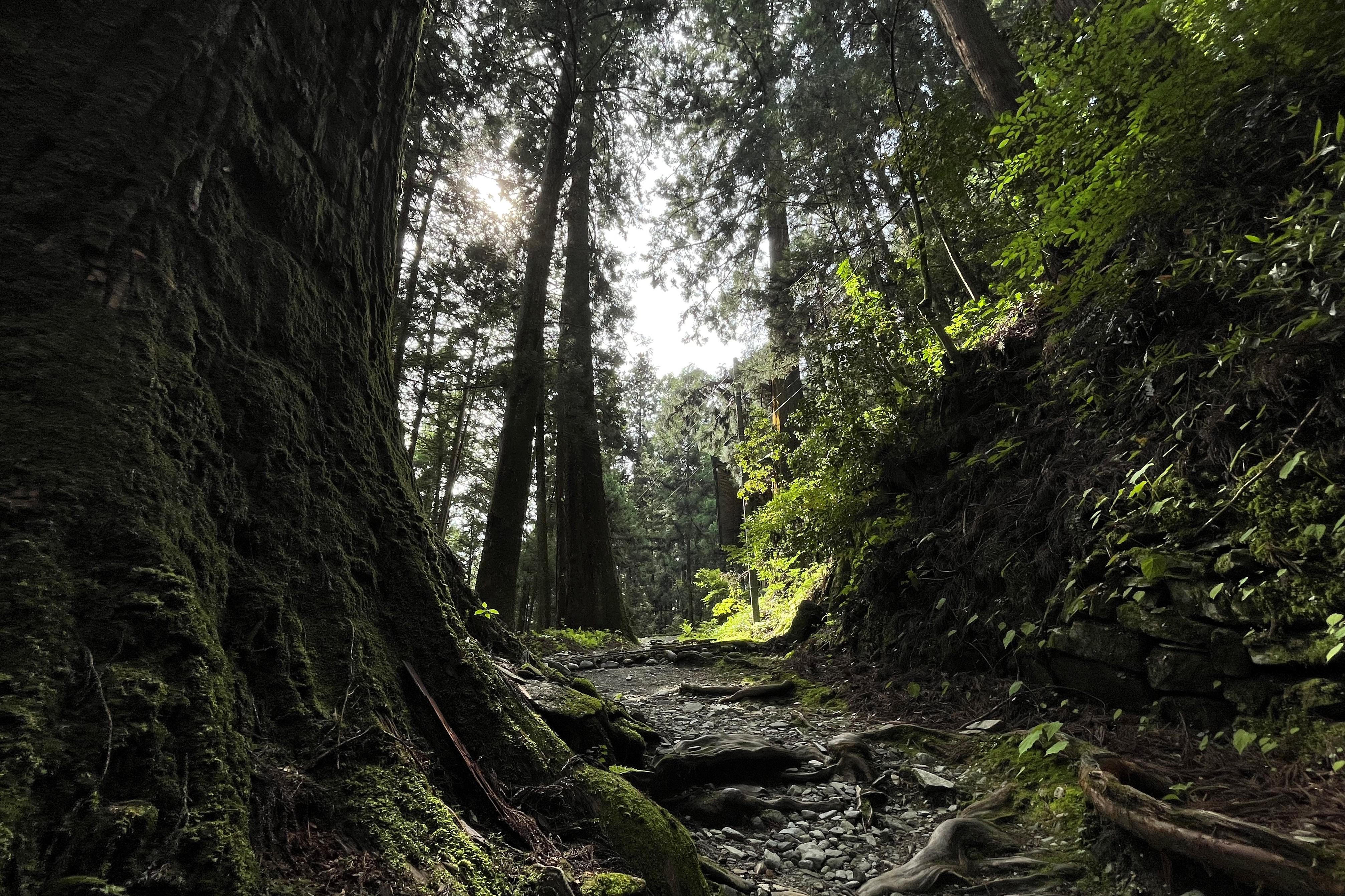 shikoku_pilgrimage_private_tour_path.jpg